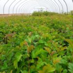 A carpet of young hawthorn trees in the polytunnel foreground - fresh green sapling leaves as far as the eye can see!