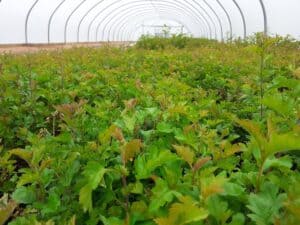 A carpet of young hawthorn trees in the polytunnel foreground - fresh green sapling leaves as far as the eye can see!