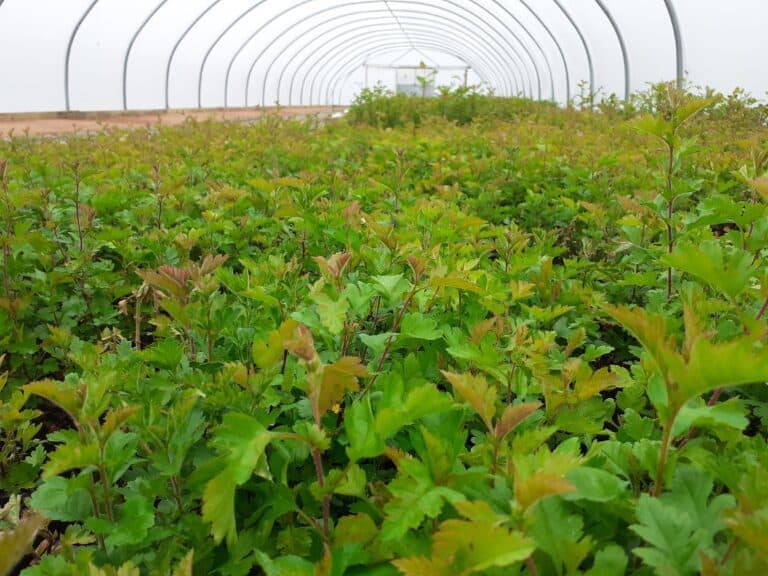 A carpet of young hawthorn trees in the polytunnel foreground - fresh green sapling leaves as far as the eye can see!