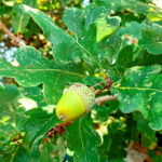 Close up photo of a green acorn in tree prior to picking for collecting - local provenance of acorns
