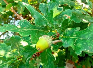 Close up photo of a green acorn in tree prior to picking for collecting - local provenance of acorns