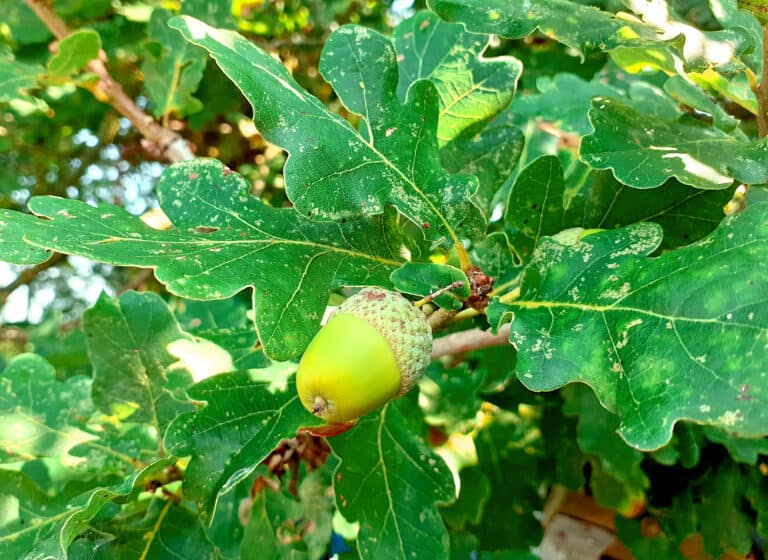 Close up photo of a green acorn in tree prior to picking for collecting - local provenance of acorns