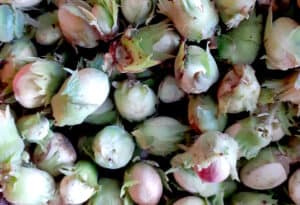 A close up photo of a cluster of native hazel nuts gathered in a bundle and ready to plant