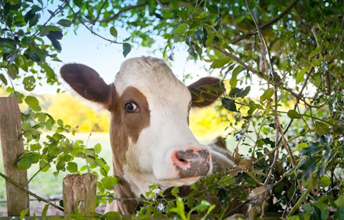 Hedge for Livestock