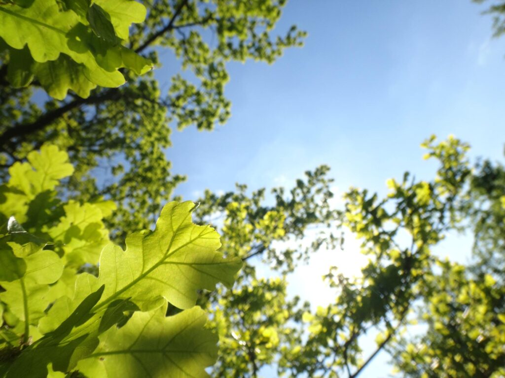 Photo of a Native Broadleaf Tree - an Oak - fresh green leaves against a blue sky