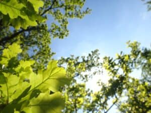 Photo of a Native Broadleaf Tree - an Oak - fresh green leaves against a blue sky