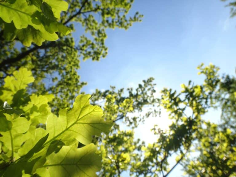 Photo of a Native Broadleaf Tree - an Oak - fresh green leaves against a blue sky