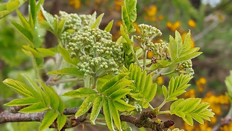 Photo of a rowan tree branch with young leaves and flower buds - in front of yellow gorse flowers - a fresh and green picture