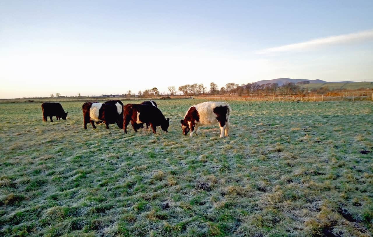 Photo of cattle grazing in a field with a distant hill