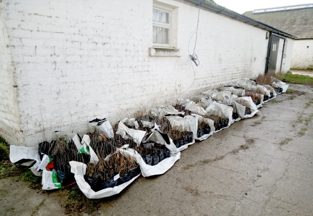 Photo shows bags of new native trees lined up against a white washed barn