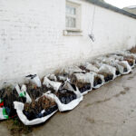 Photo shows bags of new native trees lined up against a white washed barn