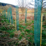 Photo shows mesh tree guards and stakes on young native trees in an open area with older trees - to protect conifers in Galloway