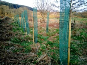 Photo shows mesh tree guards and stakes on young native trees in an open area with older trees - to protect conifers in Galloway