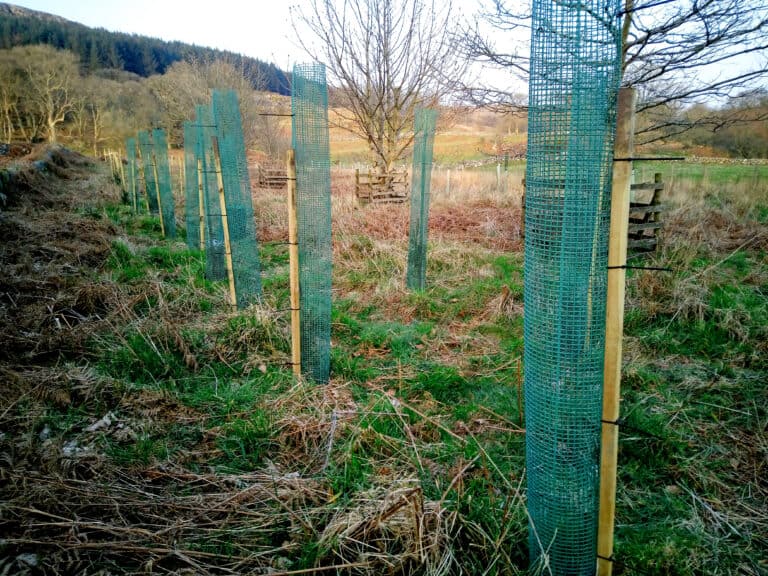 Photo shows mesh tree guards and stakes on young native trees in an open area with older trees - to protect conifers in Galloway