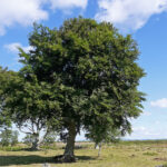 Beautiful beech seed tree in field with blue sky and clouds behind Dumfriesshire