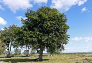 Beautiful beech seed tree in field with blue sky and clouds behind Dumfriesshire