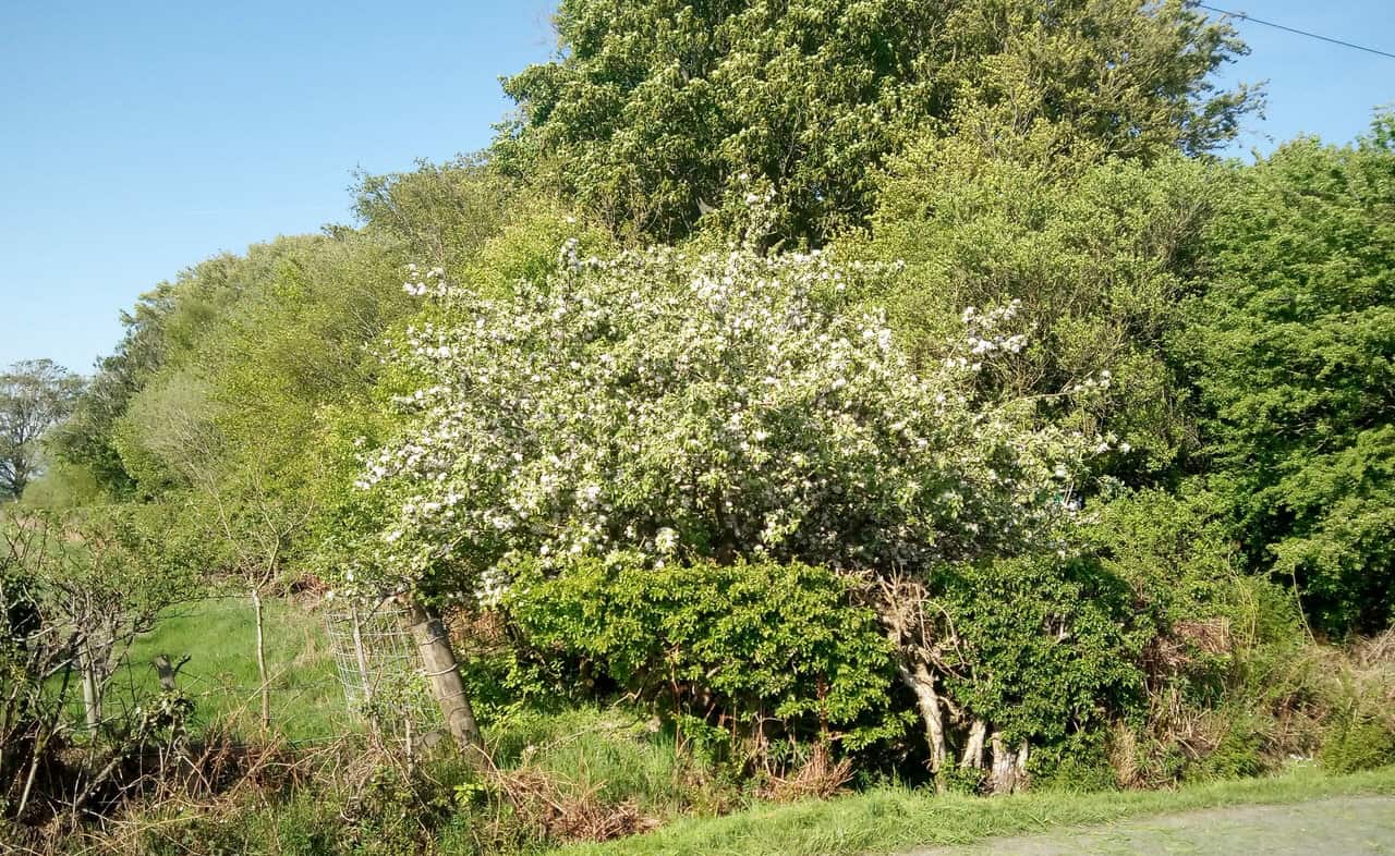 Crab apple tree with blossom in the springtime woodland - amongst other tree with blue sky behind