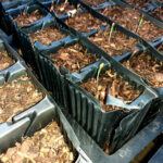 Pine seedlings in black plastic potsjust showing in polytunnel