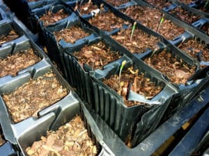Pine seedlings in black plastic potsjust showing in polytunnel