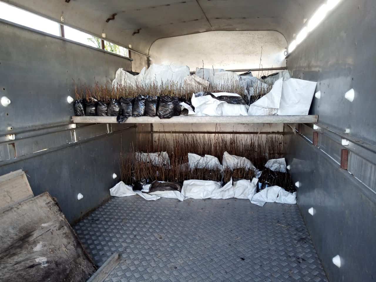 Trees packed in van for Threave