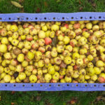 Blue crate filled with crab apples ready to extract the seed