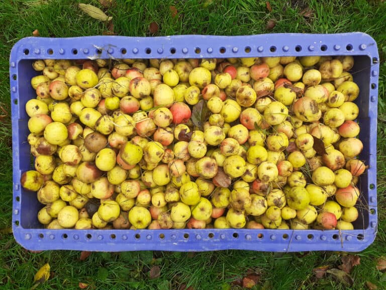 Blue crate filled with crab apples ready to extract the seed
