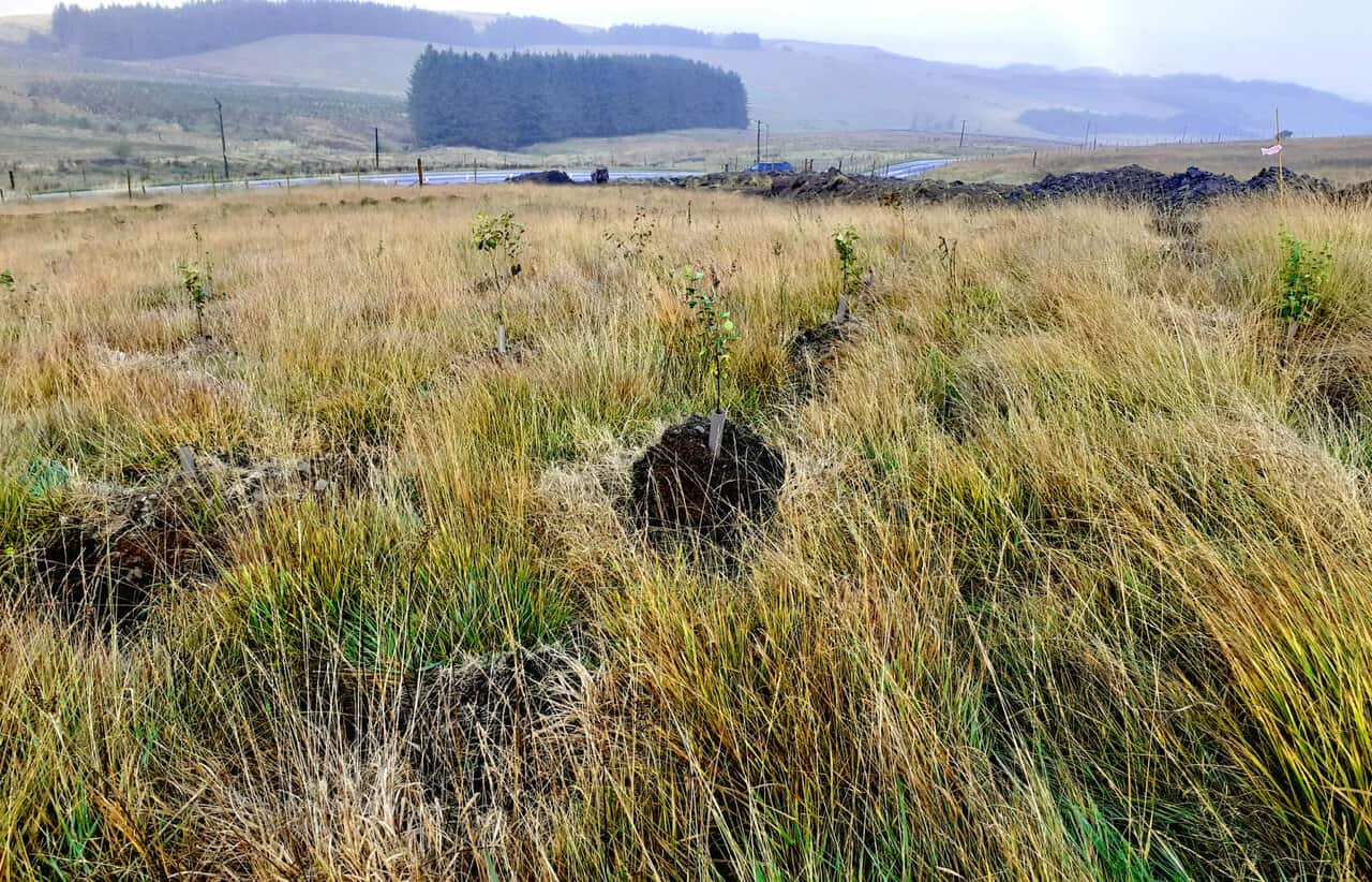 Photo shows saplings planted in rows of earth mounds on rough ground