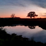 Silhouetted tree in the wildlife pond against a pink and orange sunset