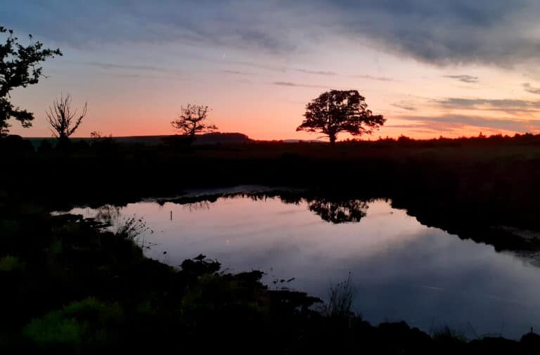 Silhouetted tree in the wildlife pond against a pink and orange sunset